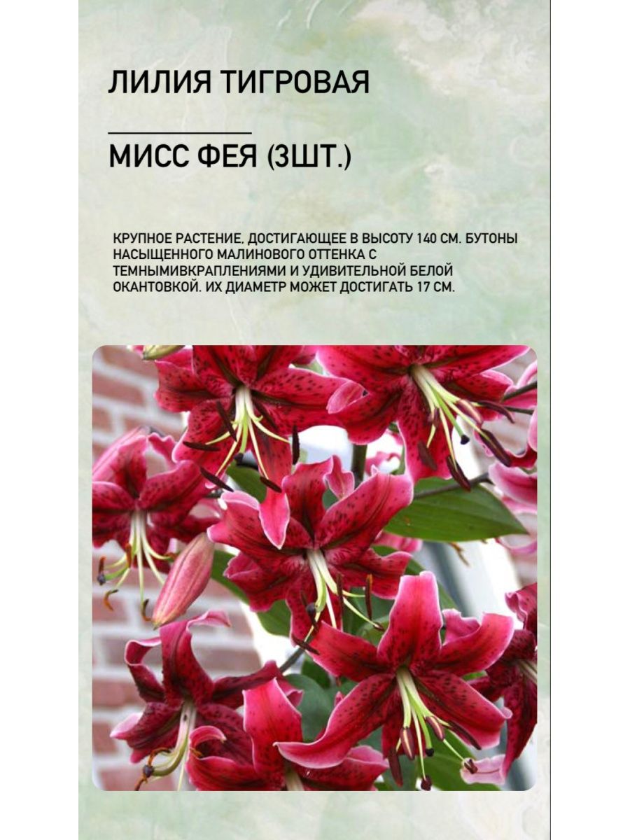 Лилия тигровая луковица. Лилия бордовая. Лилия тигровая луковички. Луковица лилии тигровой. Лилия бордового цвета.