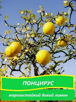 Саженцы морозостойкого дикого лимона понцирус Nata Green 163121105 купить за 390 ₽ в интернет-магазине Wildberries