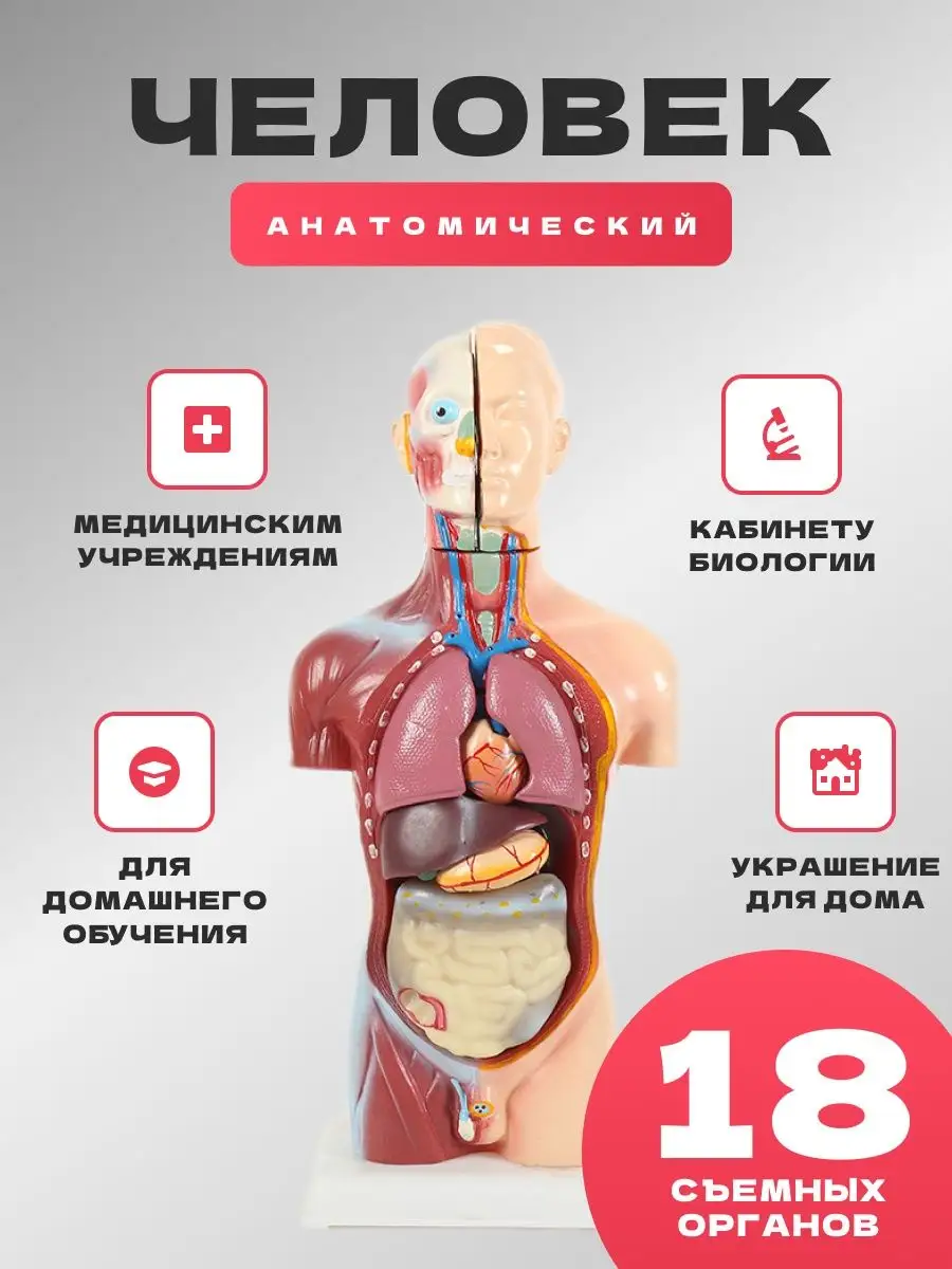 Стоковые фотографии по запросу Модель человека органы