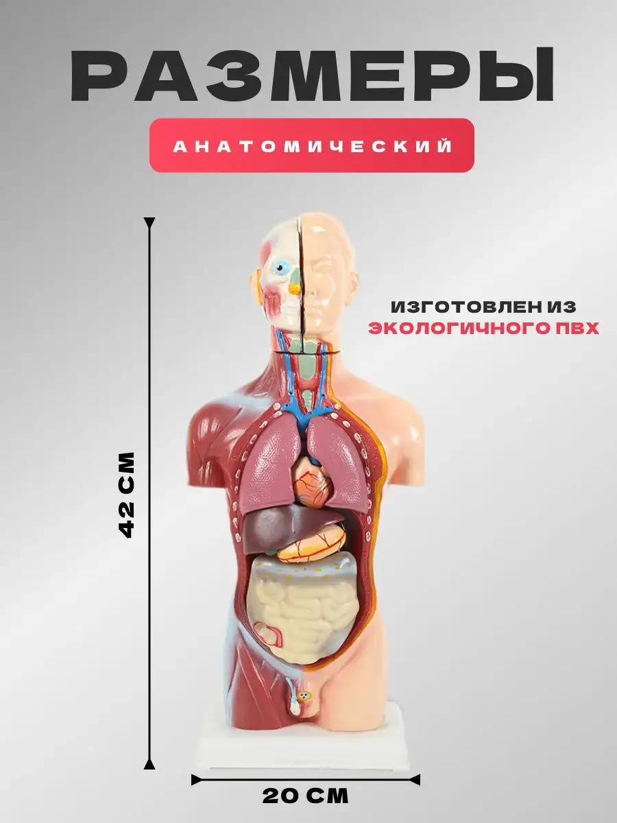 Купить анатомические медицинские модели и муляжи, заказать в ЗиК-А