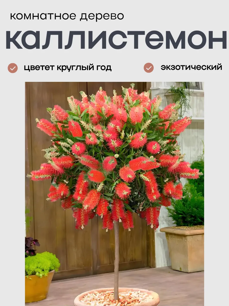 Комнатное дерево Каллистемон ( Красивотычинник ) 30-40 сем