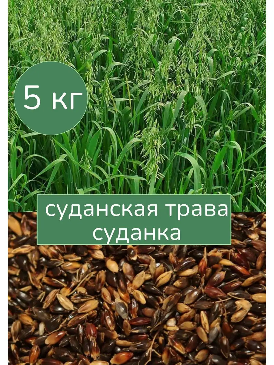 Суданская трава 5 кг С Алтайских полей 163594066 купить за 534 ₽ в  интернет-магазине Wildberries