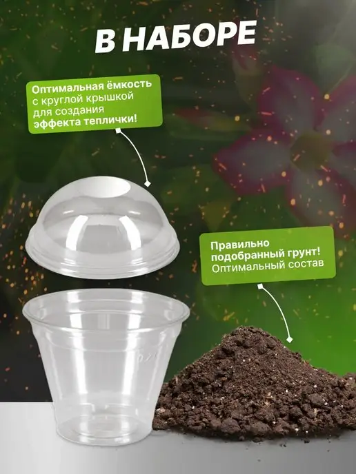 SADEXPERT Набор для выращивания Адениума, вариант, фото 3