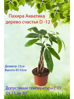 Пахира акватика D-12 Это наш сад 163665432 купить за 2 772 ₽ в интернет-магазине Wildberries