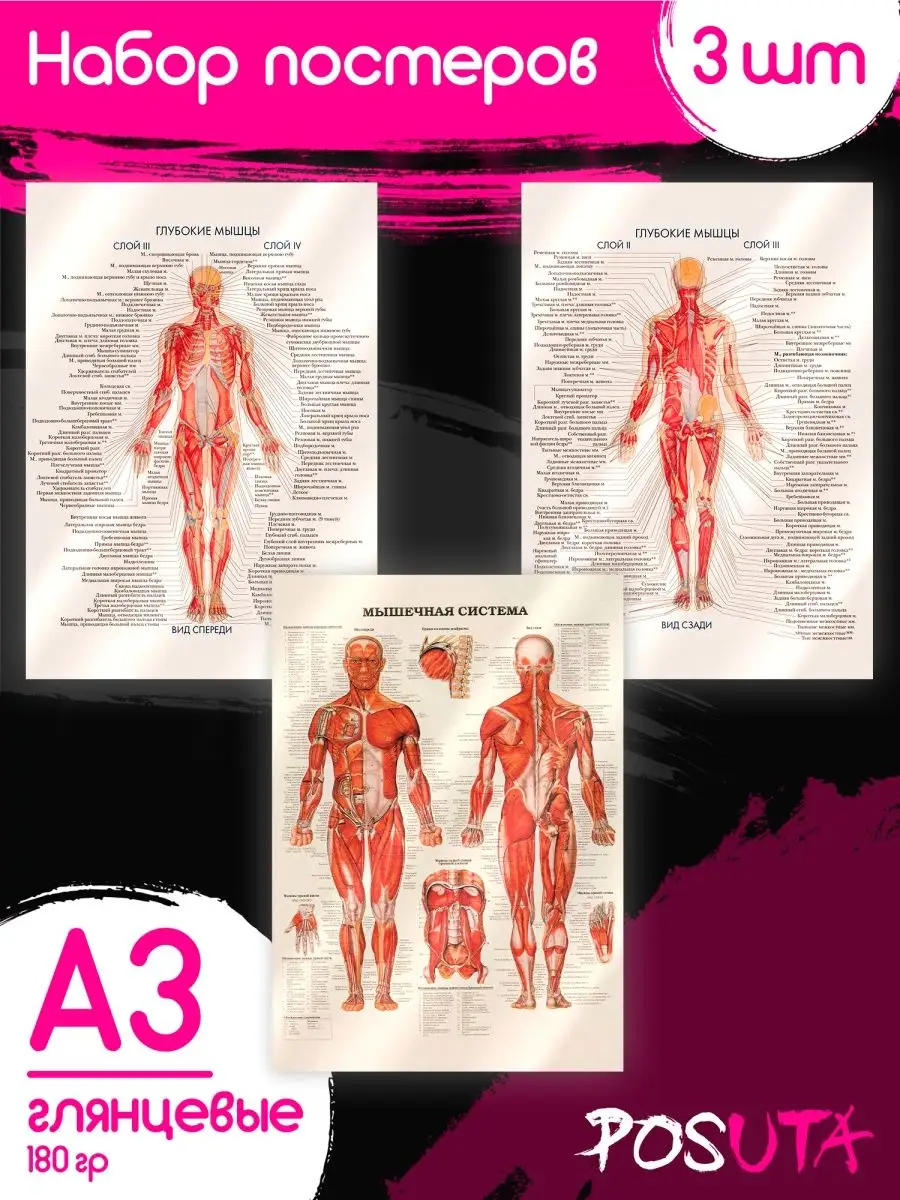 Картинки мышцы человека (46 фото)