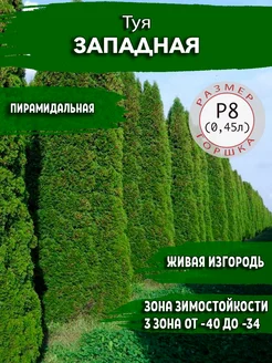 Туя западная Садовые Растения 163665711 купить за 207 ₽ в интернет-магазине Wildberries