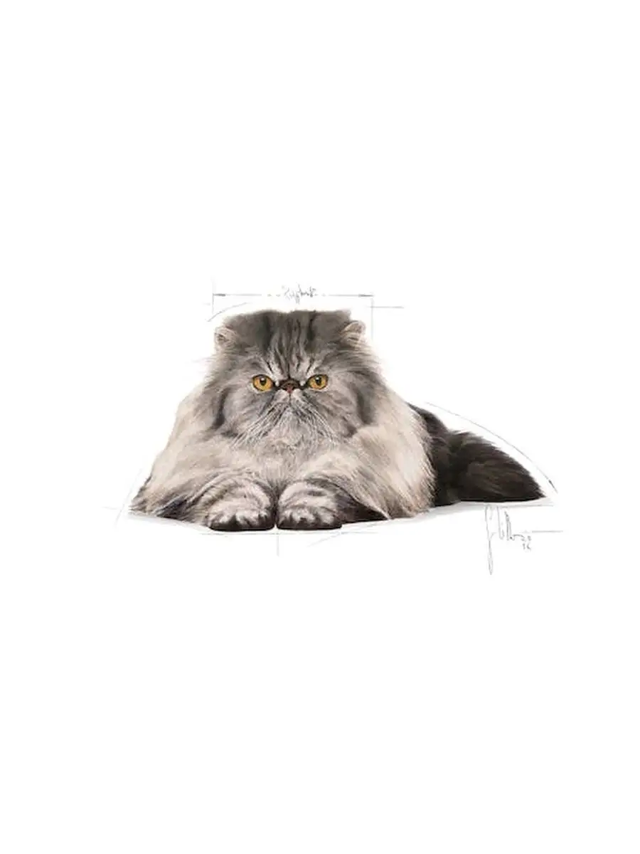 Royal canin persian cat sales food