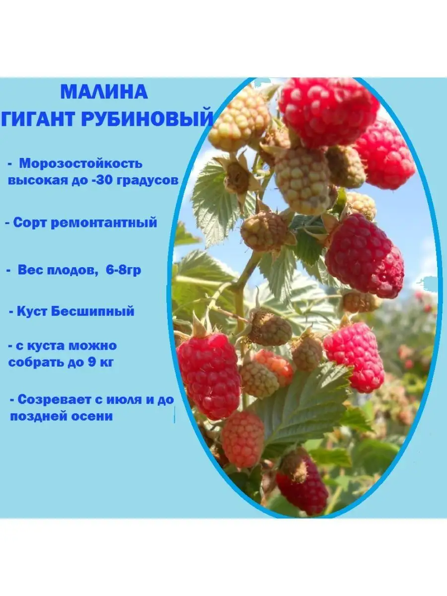 Малина рубиновая описание сорта фото. Малина рубиновый гигант. Саженцы в Крыму.