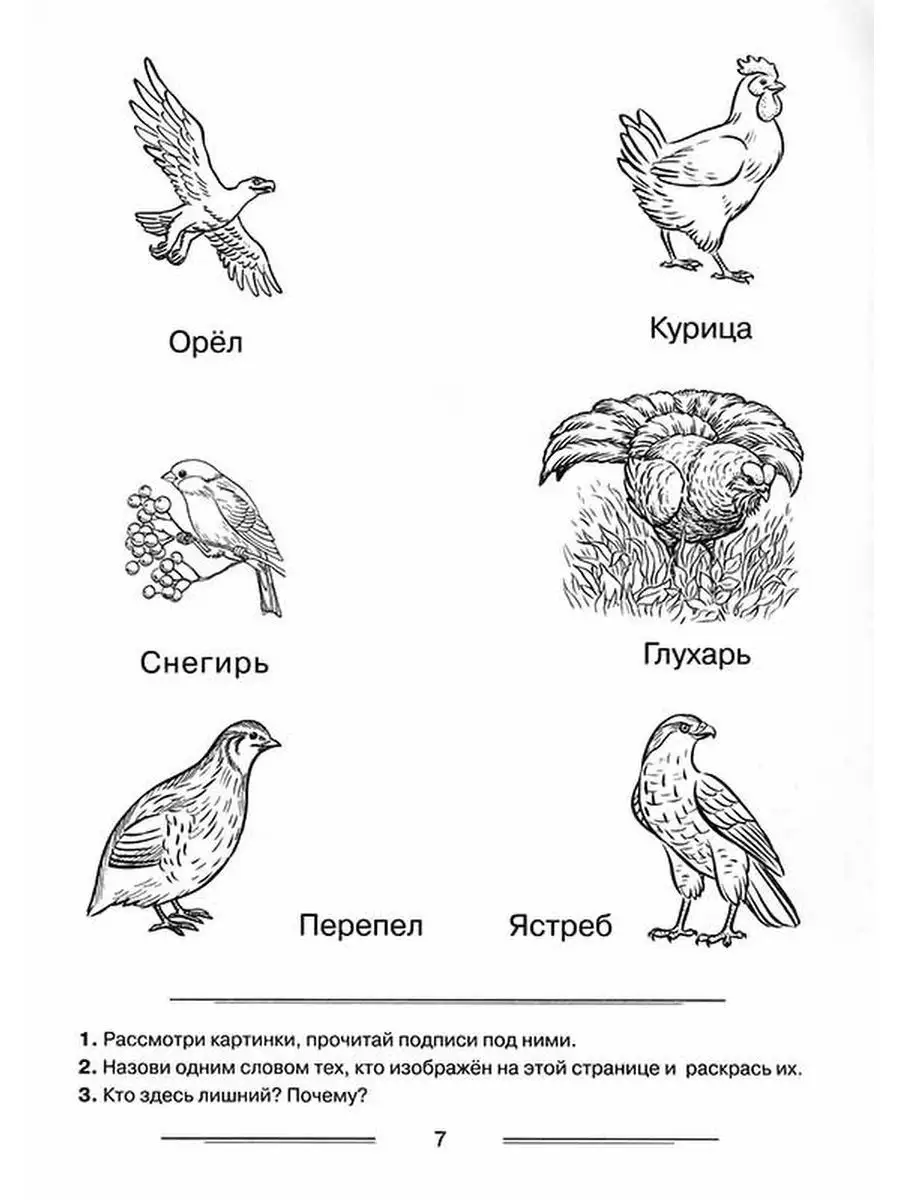 Перепелка рисунок