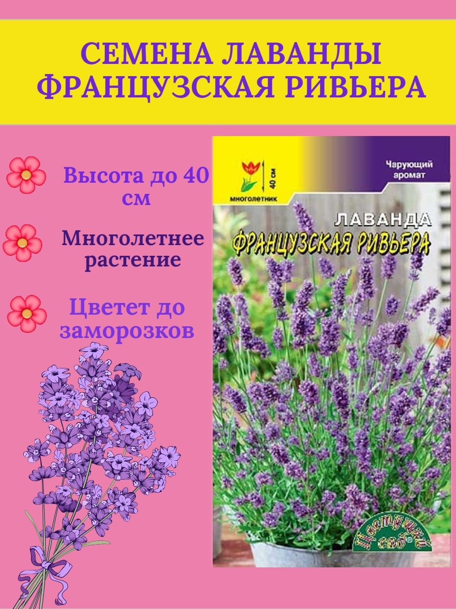 Семена лаванда интернет магазин. Семена лаванды. Лаванда сорта. Лаванда семена Алтая. Лаванда семена морозостойкая.