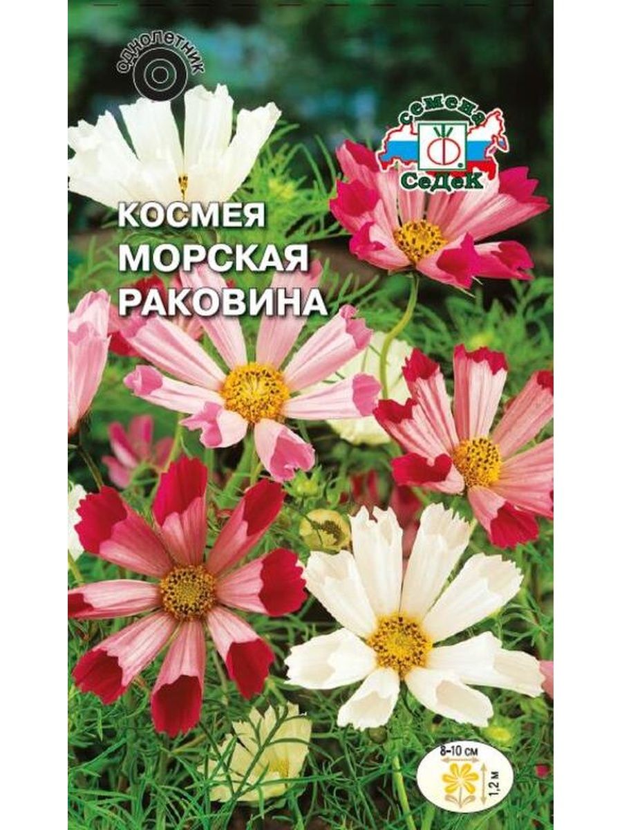 Каталог цветов однолетников. Космея низкорослая. Космея карликовая. Однолетники космея. Космея низкорослая сорта.