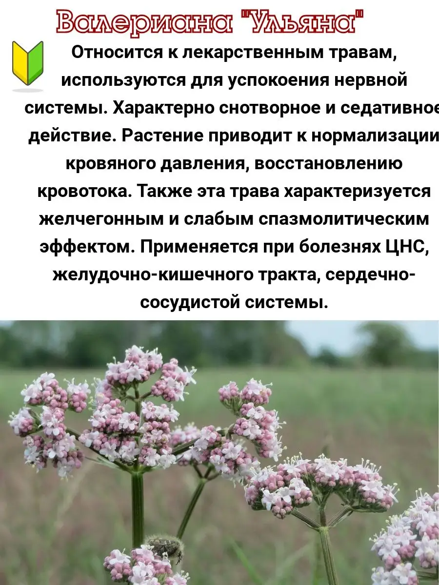 Семена лекарственных трав и приправ Гавриш 164132723 купить в  интернет-магазине Wildberries