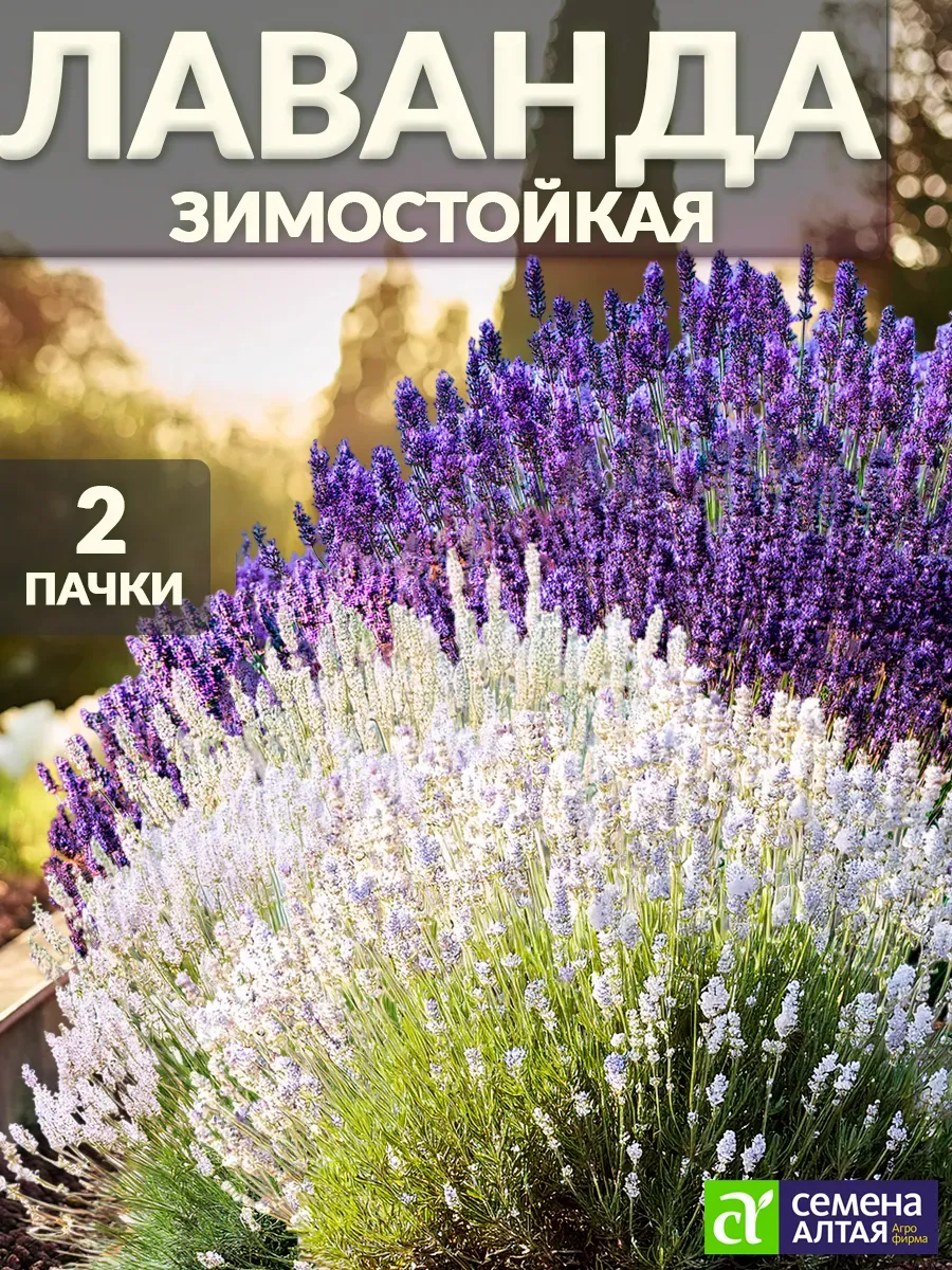 Семена цветов Лаванда многолетняя зимостойкая