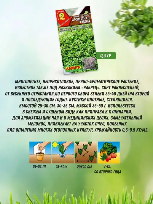 Агрофирма АЭЛИТА Семена тимьяна чабреца 3 шт, 3 шт, фото 4