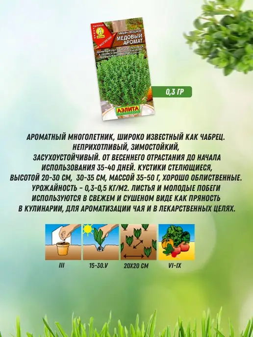 Агрофирма АЭЛИТА Семена тимьяна чабреца 3 шт, 3 шт, фото 6
