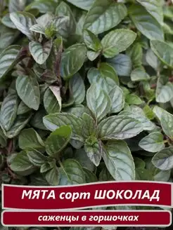 саженцы Nata Green 164358073 купить за 342 ₽ в интернет-магазине Wildberries