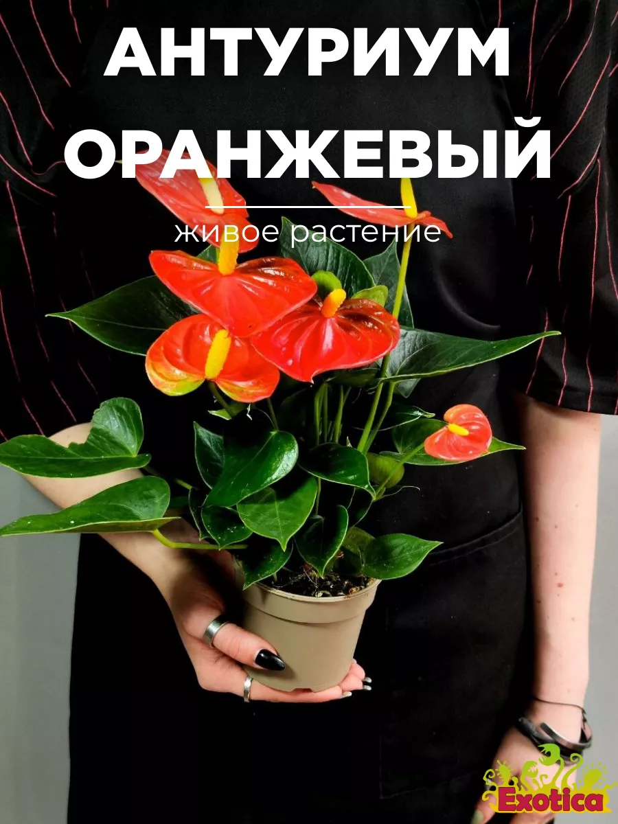 Антуриум Андре Оранжевый (живой цветок) D9см Exotica 164430298 купить за 1  628 ₽ в интернет-магазине Wildberries