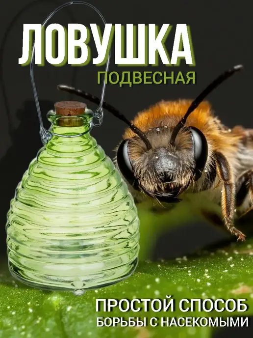 Ловушки для пчел