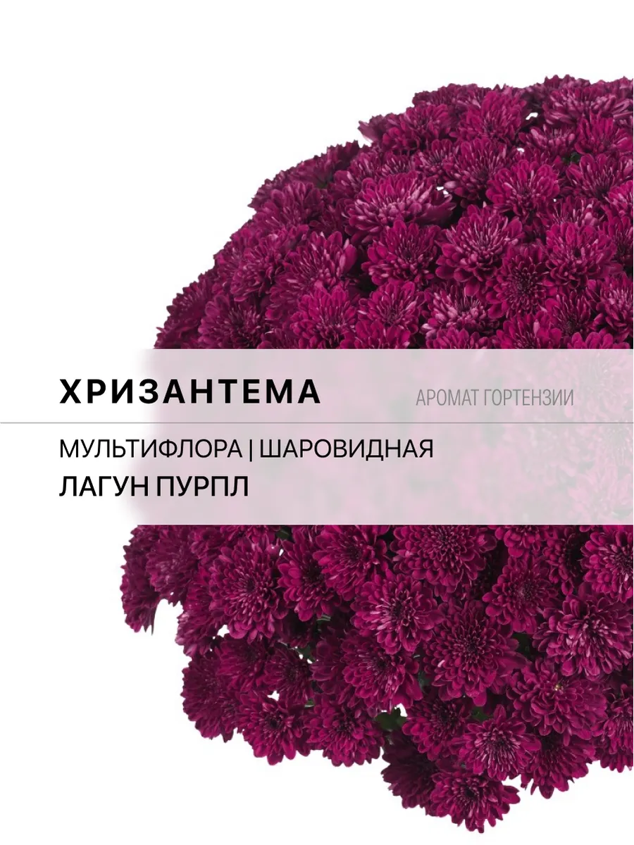 Хризантема П7 Лагун Пурпл