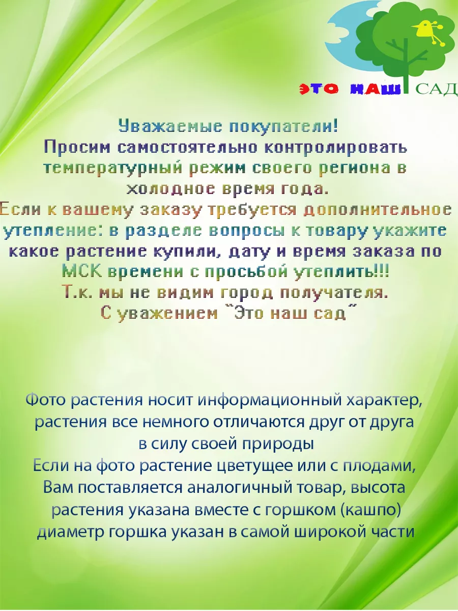 Живое растение Каланхоэ Каландива D-9 (желтый) Это наш сад 164682158 купить  за 828 ₽ в интернет-магазине Wildberries