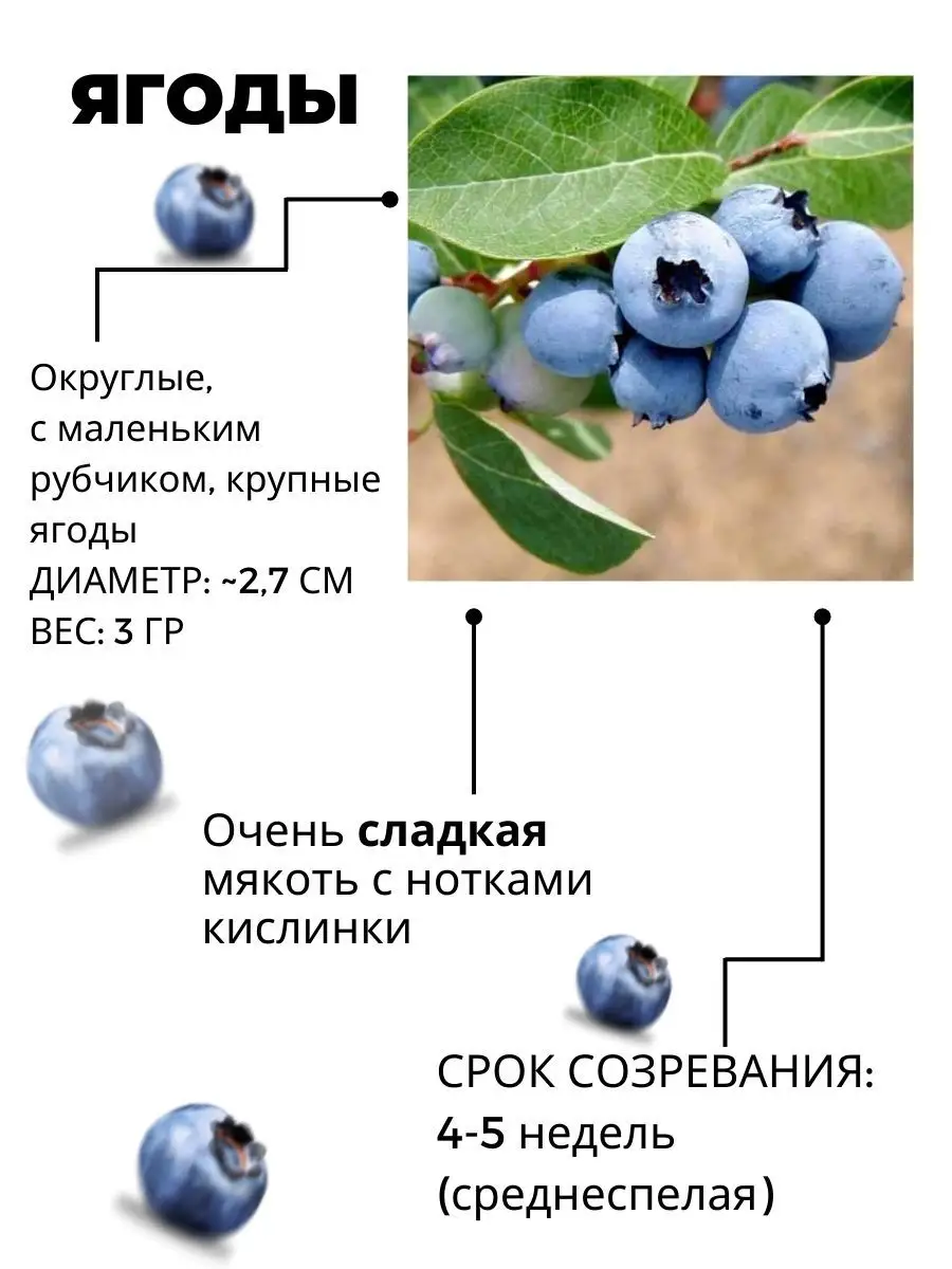 Голубика блюкроп характеристики сорта. Голубика Блюкроп описание. Голубика 3 х летняя. Голубика Элизабет. Голубика 3 х летняя размер.