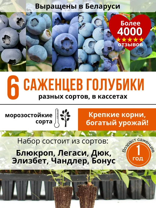 Купить Зимостойкие Саженцы Из Сибирского Питомника