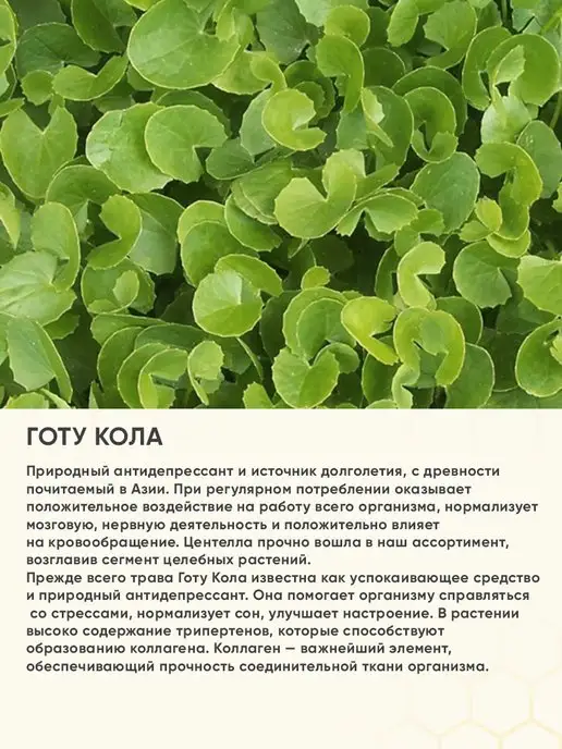 Сила Пчелы Перга пчелиная с Гинкго билоба и Готу кола, вариант, фото 7