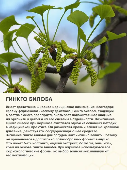Сила Пчелы Перга пчелиная с Гинкго билоба и Готу кола, вариант, фото 8