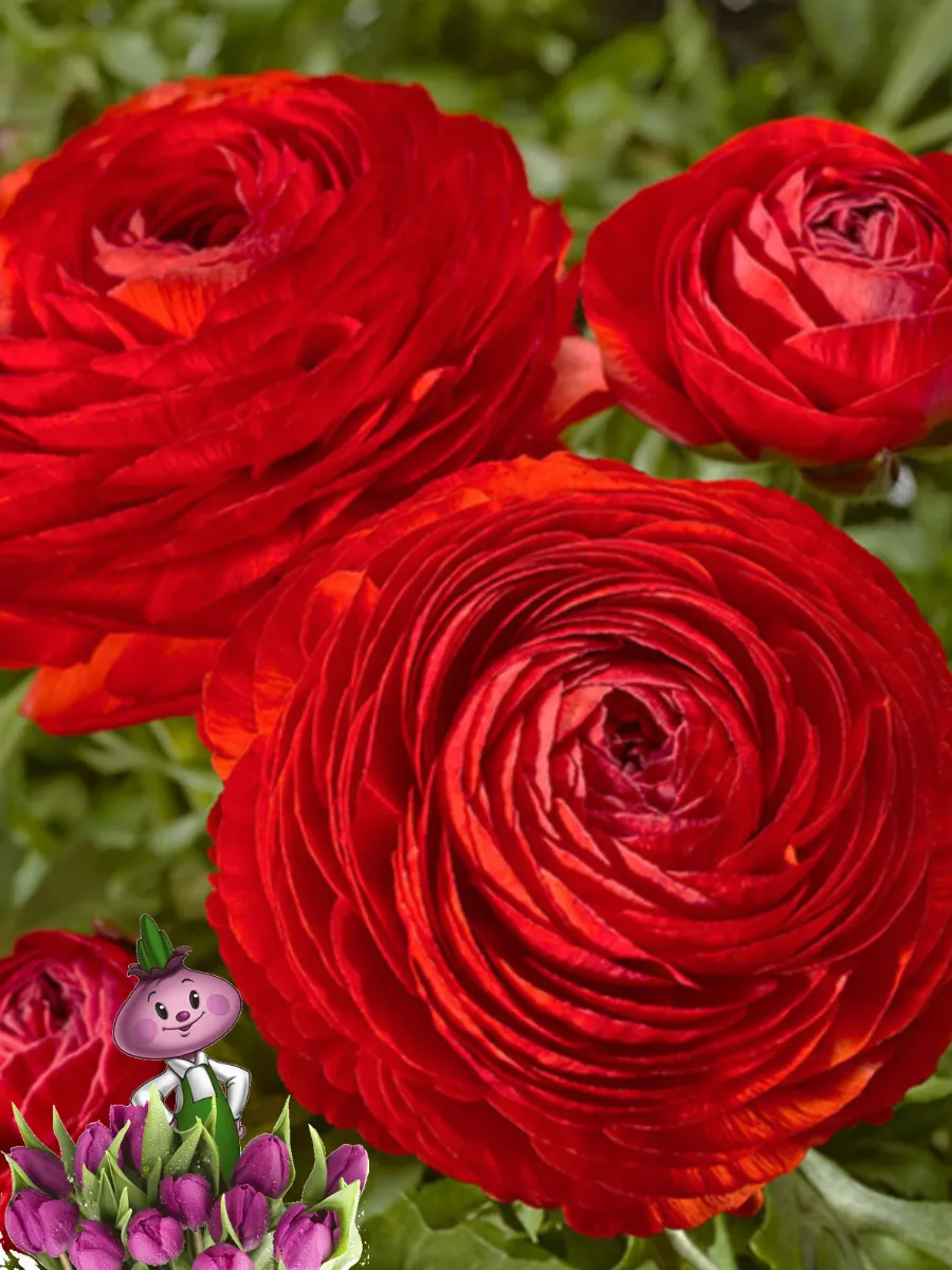 Ранункулюс RED (10 луковиц)