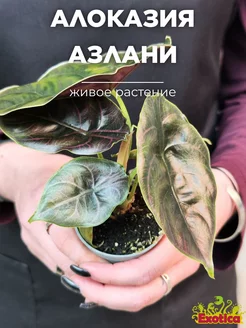 Алоказия Азлани (Alocasia Azlanii) D6см Exotica 164864236 купить за 934 ₽ в интернет-магазине Wildberries