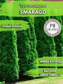 Туя западная Smaragd Садовые Растения 164873856 купить за 267 ₽ в интернет-магазине Wildberries