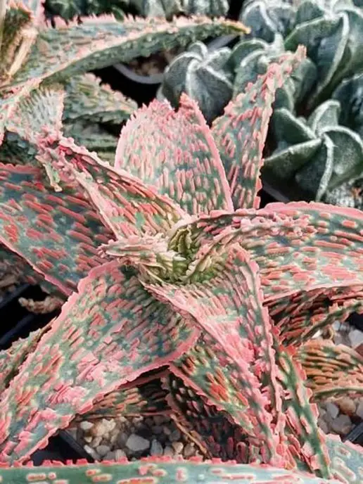 Стильные горшочки Aloe rauhii hibrid набор для выращивания, 3 шт, фото 2
