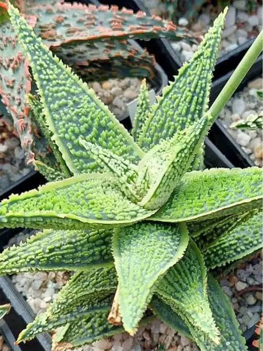 Стильные горшочки Aloe rauhii hibrid набор для выращивания, 3 шт, фото 3
