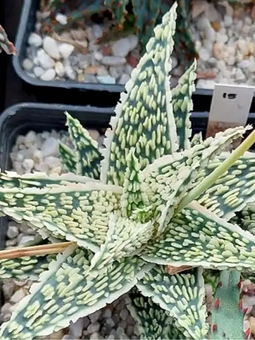 Стильные горшочки Aloe rauhii hibrid набор для выращивания, 3 шт, фото 4