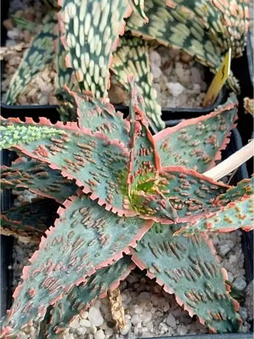 Стильные горшочки Aloe rauhii hibrid набор для выращивания, 3 шт, фото 5