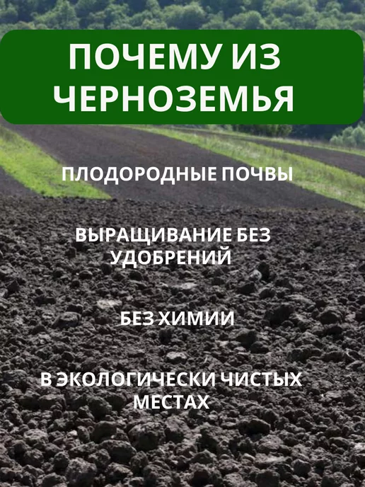 ЧЕБРИКА Гречка зеленая крупа для проращивания и каши, зеленый, фото 3