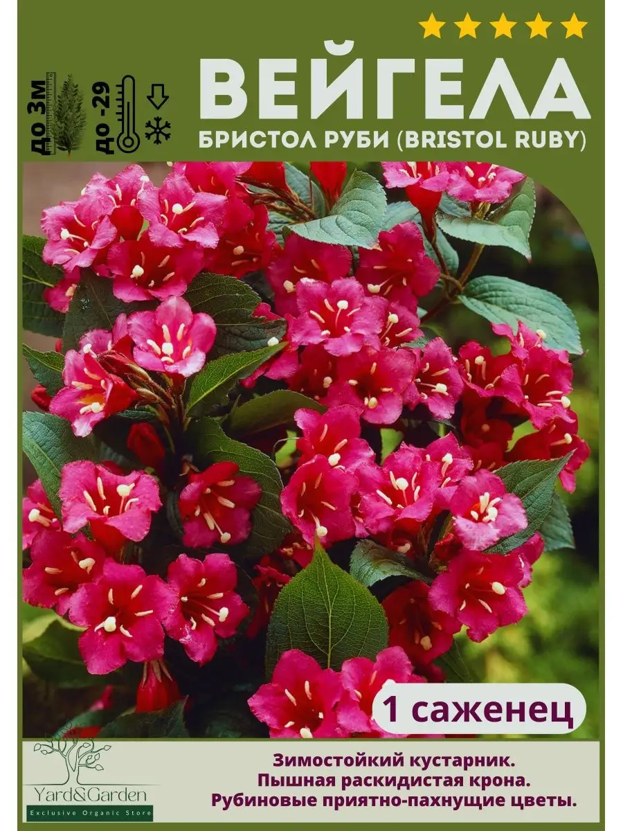 Вейгела Бристол Руби (Bristol Ruby) Yard&Garden 164946057 купить за 579 ₽ в  интернет-магазине Wildberries