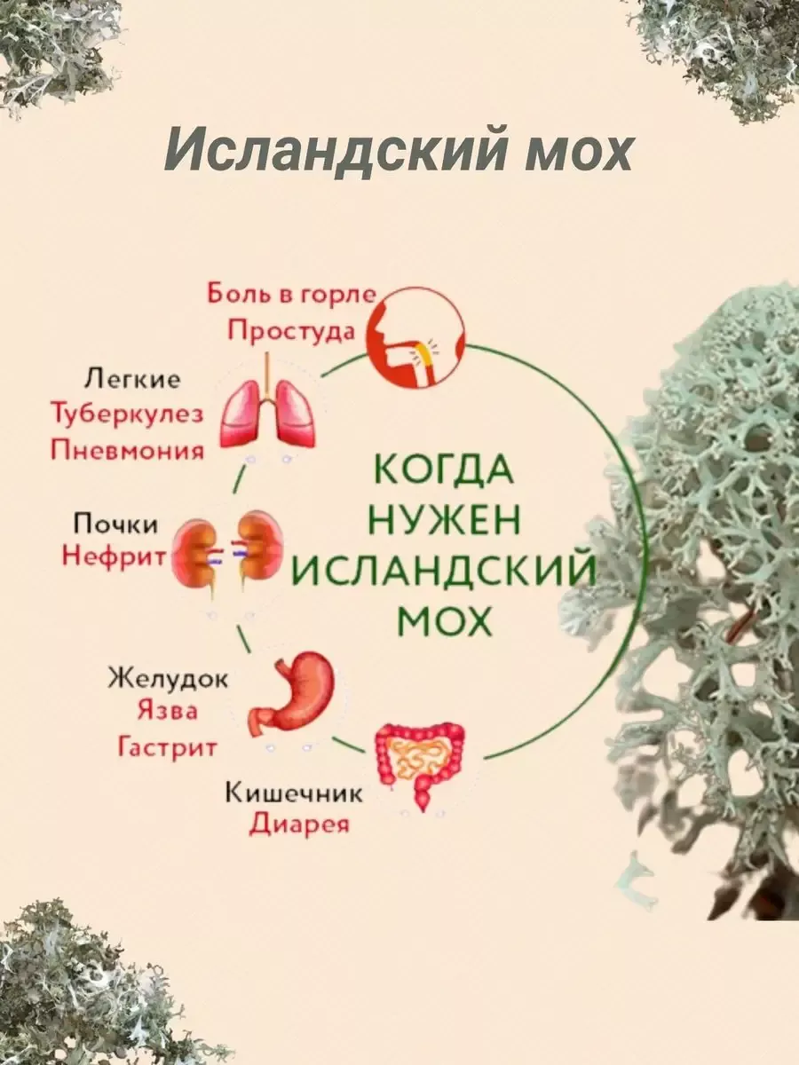 Исландский мох измельченный 20 фильтр-пакетов Наследие природы 165048848  купить за 521 ₽ в интернет-магазине Wildberries