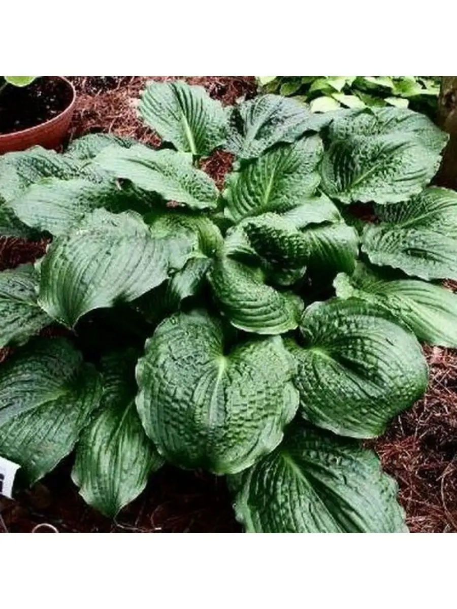 Хоста лейксайд профессии. Lakeside prophecy. Hosta lakeside prophecy fulfilled. Lakeside prophecy хоста. Хоста лейксайд профессии.