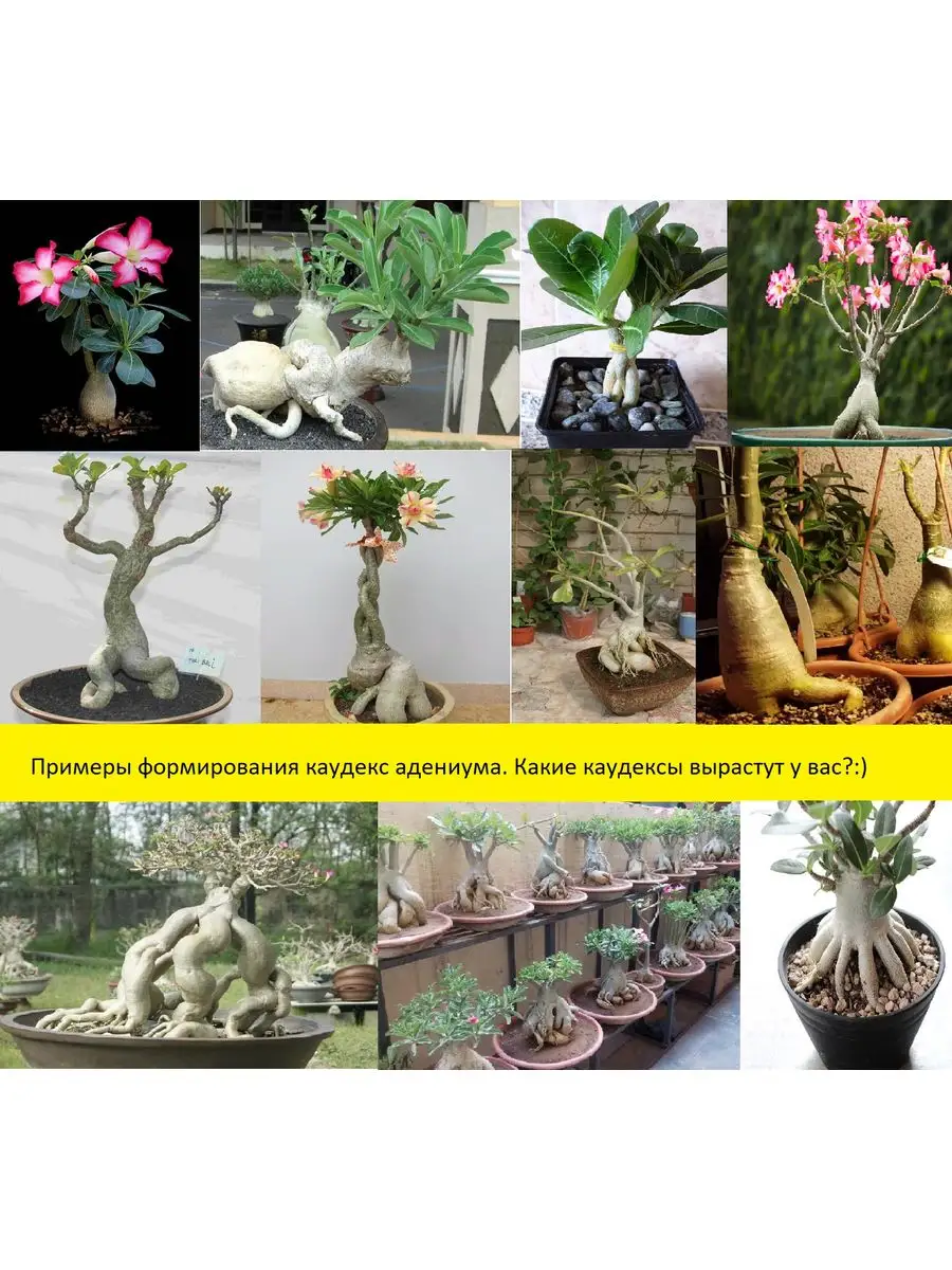 Бонсай для нетерпеливых на примере моих растений | Masteritayaplants | Дзен