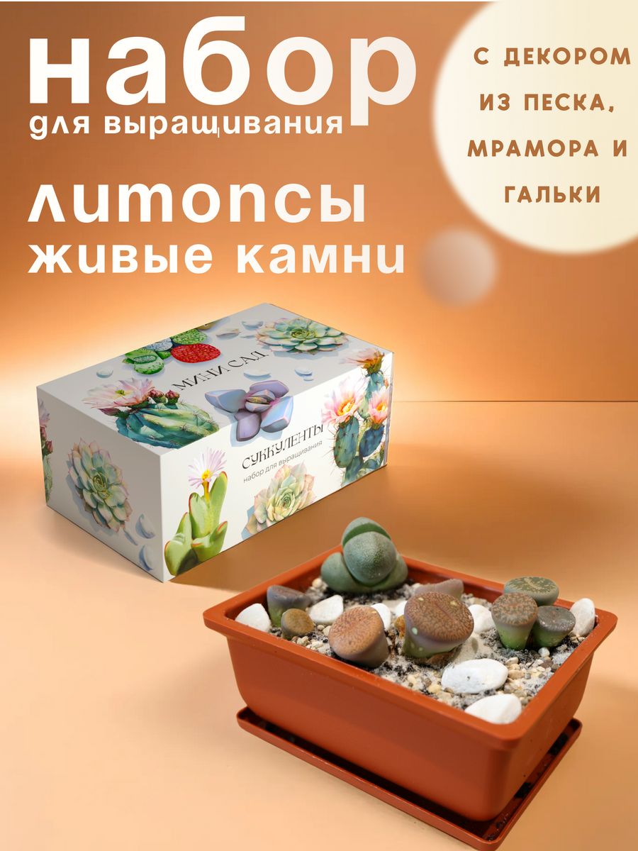 Набор для выращивания растений Литопсы живые камни plant republic 165264819  купить в интернет-магазине Wildberries