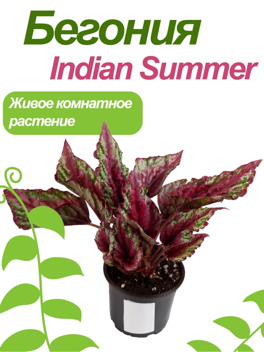 Бегония Королевская Indian Summer Green_World 165354995 купить в  интернет-магазине Wildberries