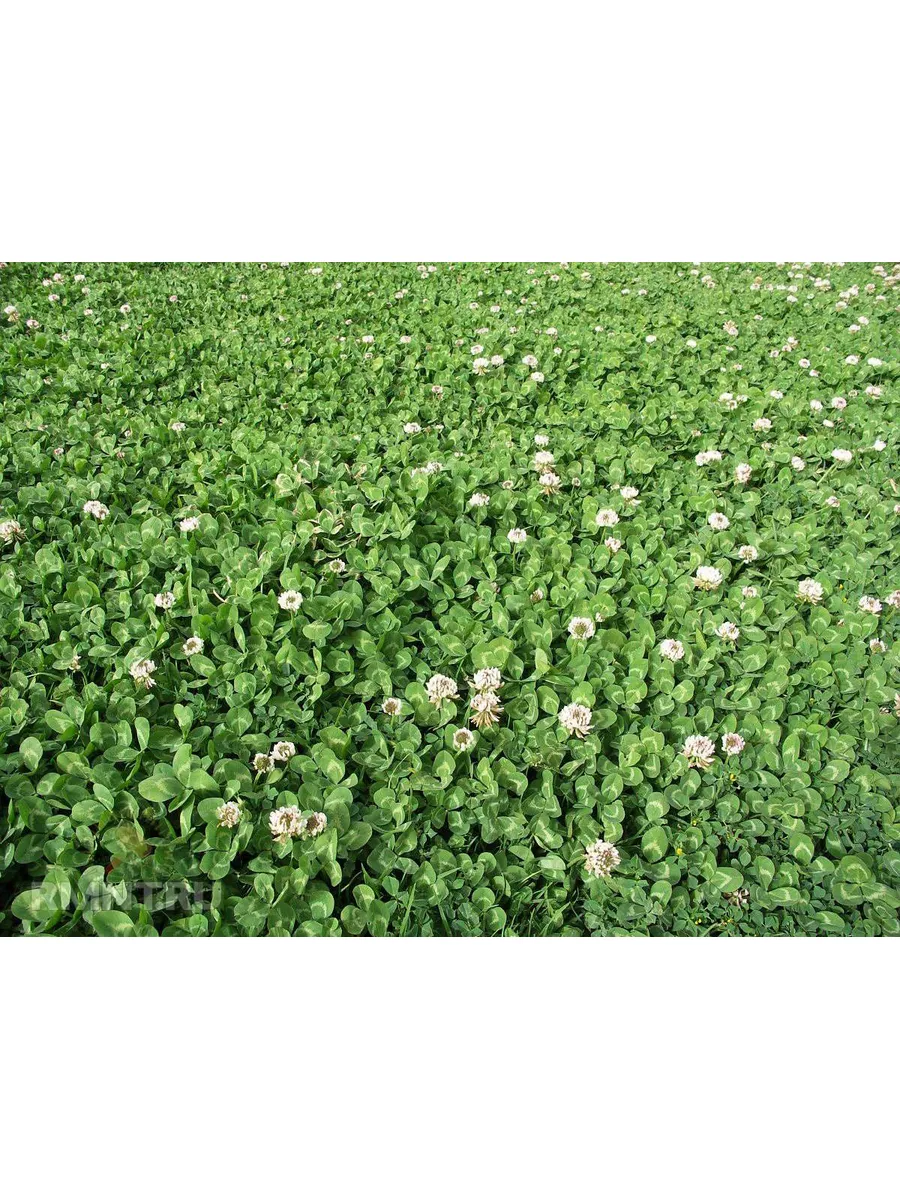 Газонная трава семена. Клевер ползучий белый ривендел. Клевер-строй спортивный газон. Газон клевер белый ползучий. Газонная трава семена клевер.