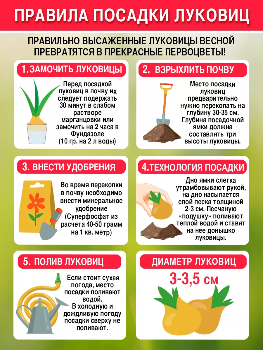 Планета Лета Тюльпаны луковицы многолетние крупные для посадки 5 штук