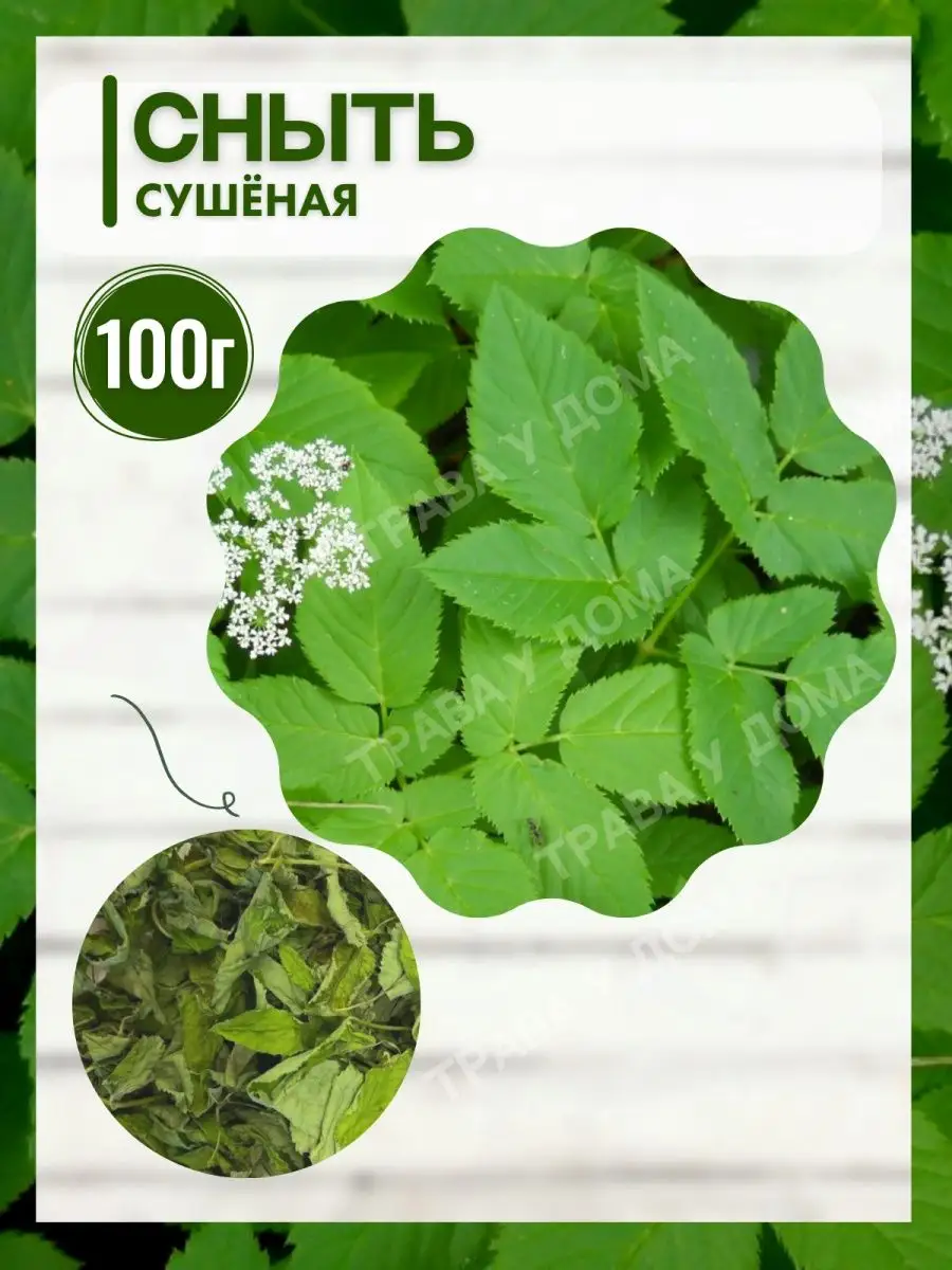 Сныть трава/ сныть Трава у дома 165453589 купить в интернет-магазине  Wildberries