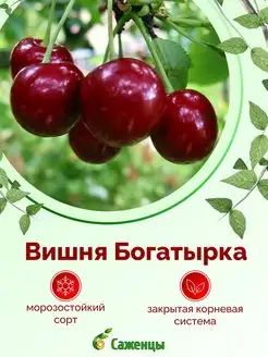 Вишня Богатырка Питомник Агролайн 165529482 купить за 802 ₽ в интернет-магазине Wildberries