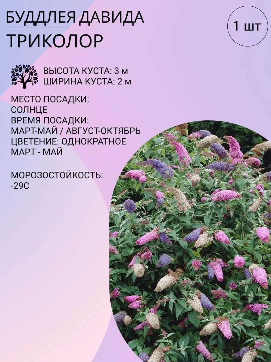 Время готовить розы к зиме: как и чем правильно укрывать кусты цветов, чтобы не вымерзли